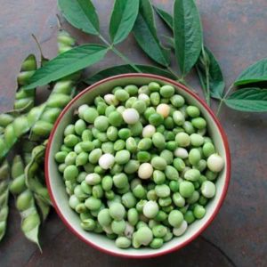 Guando Feijão Guandu Cajanus Cajan – Santuário das Abelhas